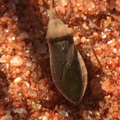 Unidentified True bug (Hemiptera, Heteroptera) at Tibooburra, NSW - 1 Jul 2021 by NedJohnston