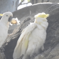 Cacatua galerita (Sulphur-crested Cockatoo) at Deniliquin, NSW - 14 Nov 2020 by Liam.m