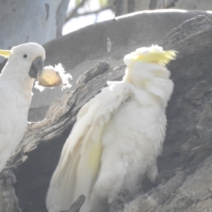 Cacatua galerita at Deniliquin, NSW - 15 Nov 2020