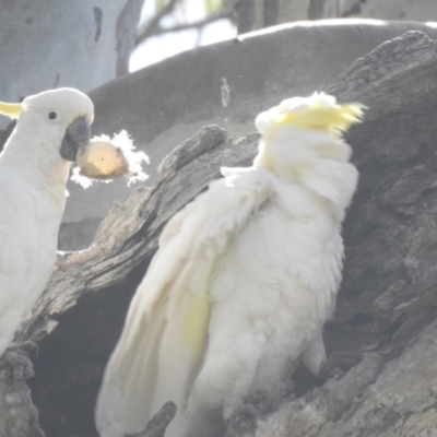 Cacatua galerita (Sulphur-crested Cockatoo) at Deniliquin, NSW - 14 Nov 2020 by Liam.m