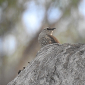 Climacteris picumnus victoriae at Deniliquin, NSW - 15 Nov 2020