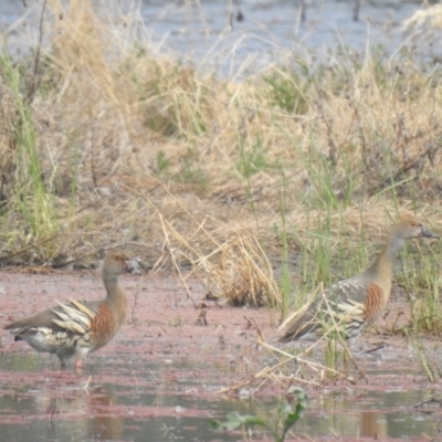 Dendrocygna eytoni (Plumed Whistling-Duck) at Wanganella, NSW - 15 Nov 2020 by Liam.m