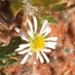 Unidentified Daisy at Tibooburra, NSW - 1 Jul 2021 by Ned_Johnston