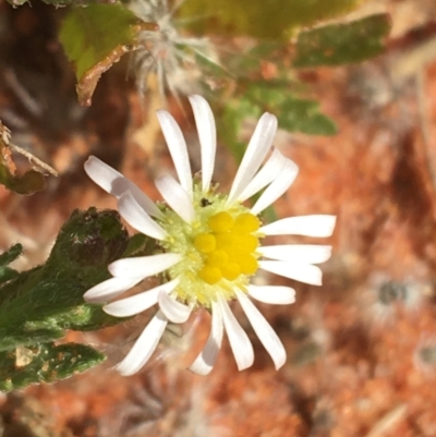 Unidentified Daisy at Tibooburra, NSW - 1 Jul 2021 by NedJohnston