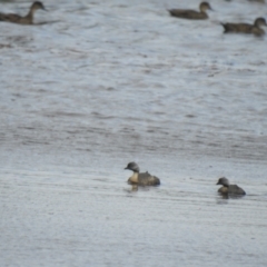 Poliocephalus poliocephalus (Hoary-headed Grebe) at Wanganella, NSW - 14 Nov 2020 by Liam.m