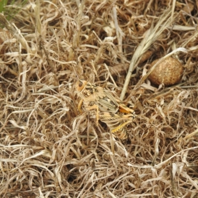 Unidentified Grasshopper, Cricket or Katydid (Orthoptera) at Wanganella, NSW - 14 Nov 2020 by Liam.m