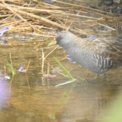 Porzana fluminea (Australian Spotted Crake) at Wanganella, NSW - 14 Nov 2020 by Liam.m