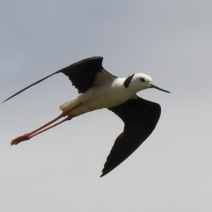 Himantopus leucocephalus at suppressed - 15 Nov 2020