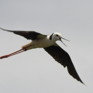 Himantopus leucocephalus at suppressed - 15 Nov 2020