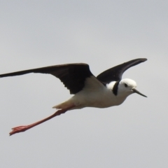 Himantopus leucocephalus at suppressed - 15 Nov 2020