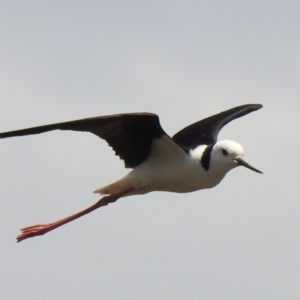 Himantopus leucocephalus at suppressed - 15 Nov 2020