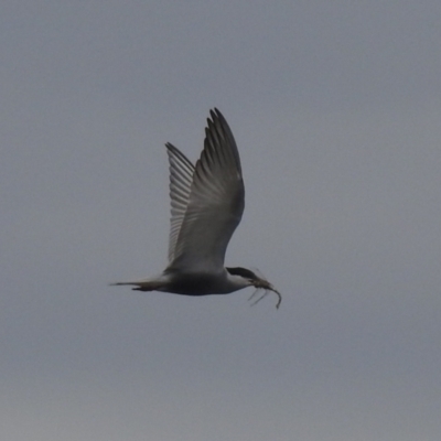 Chlidonias hybrida (Whiskered Tern) at Wanganella, NSW - 14 Nov 2020 by Liam.m