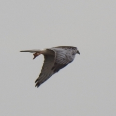 Circus approximans (Swamp Harrier) at Wanganella, NSW - 15 Nov 2020 by Liam.m