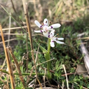 Wurmbea dioica subsp. dioica at Holt, ACT - 31 Aug 2021 03:37 PM