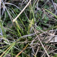 Carex breviculmis (Short-Stem Sedge) at Holt, ACT - 31 Aug 2021 by JasonC