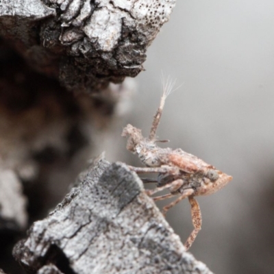 Fulgoroidea sp. (superfamily) (Unidentified fulgoroid planthopper) at Macarthur, ACT - 31 Aug 2021 by RAllen