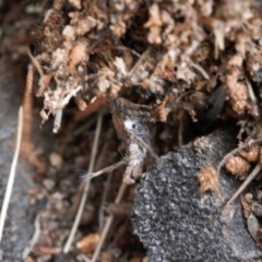 Fulgoroidea sp. (superfamily) at Macarthur, ACT - 31 Aug 2021