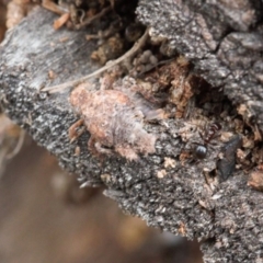 Fulgoroidea sp. (superfamily) at Macarthur, ACT - 31 Aug 2021