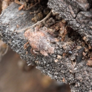 Fulgoroidea sp. (superfamily) at Macarthur, ACT - 31 Aug 2021