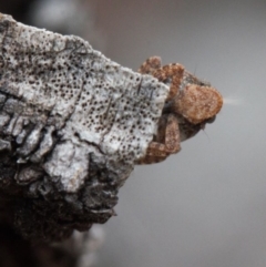 Fulgoroidea (superfamily) at Macarthur, ACT - suppressed