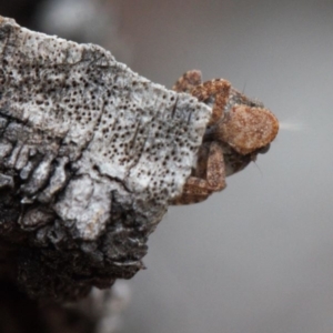 Fulgoroidea (superfamily) at Macarthur, ACT - suppressed