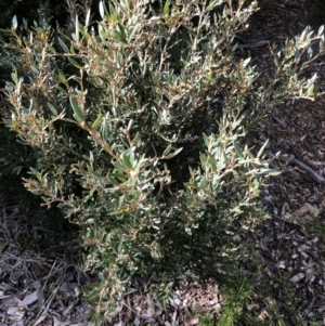 Grevillea sp. at Garran, ACT - 21 Aug 2021