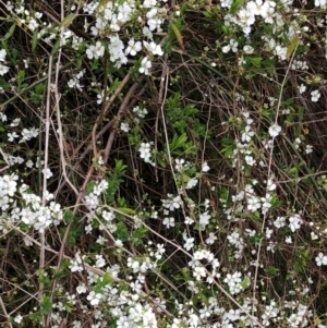 Spiraea thunbergii at Garran, ACT - 25 Aug 2021