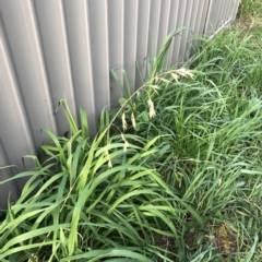 Bromus catharticus (Prairie Grass) at Hughes, ACT - 31 Aug 2021 by ruthkerruish