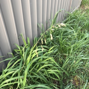 Bromus catharticus at Hughes, ACT - 31 Aug 2021 05:11 PM