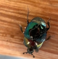 Saprinus (Saprinus) sp. (genus & subgenus) (Metallic hister beetle) at Murrumbateman, NSW - 31 Aug 2021 by SimoneC