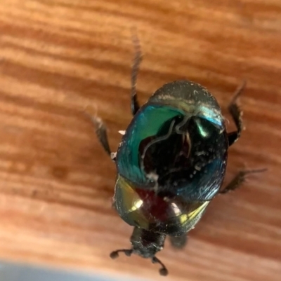 Saprinus (Saprinus) sp. (genus & subgenus) (Metallic hister beetle) at Murrumbateman, NSW - 31 Aug 2021 by SimoneC