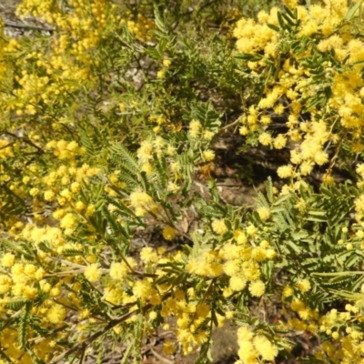 Acacia cardiophylla (Wyalong Wattle) at Kambah, ACT - 1 Sep 2021 by MatthewFrawley