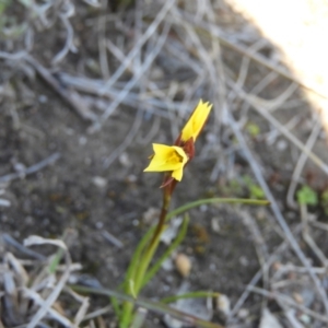 Diuris chryseopsis at Kambah, ACT - suppressed