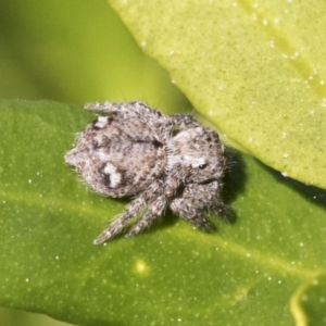 Servaea villosa at Higgins, ACT - 1 Sep 2021 02:03 PM