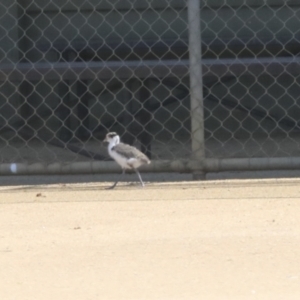 Vanellus miles at Hawker, ACT - 1 Sep 2021 01:05 PM