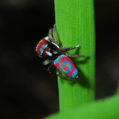 Maratus splendens at Club Terrace, VIC - 2 Oct 2015 by Harrisi