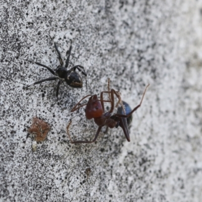 Euryopis splendens (Splendid tick spider) at Hawker, ACT - 1 Sep 2021 by AlisonMilton