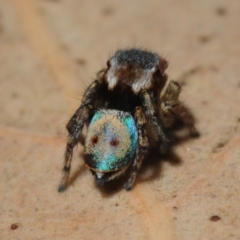 Maratus inaquosus at Wangandary, VIC - 8 Oct 2014 09:09 PM