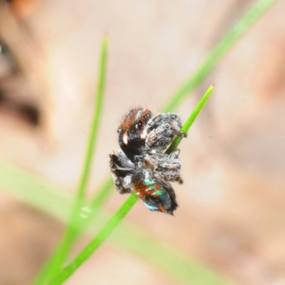 Maratus calcitrans (Kicking peacock spider) at Wangandary, VIC - 7 Oct 2014 by Harrisi