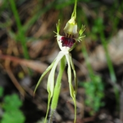 Caladenia parva (Brown-clubbed Spider Orchid) at Wangandary, VIC - 6 Oct 2014 by Harrisi