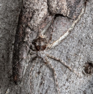 Tamopsis sp. (genus) at Bruce, ACT - 1 Sep 2021