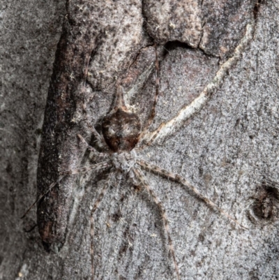 Tamopsis sp. (genus) (Two-tailed spider) at Bruce, ACT - 1 Sep 2021 by Roger