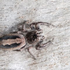 Sandalodes superbus (Ludicra Jumping Spider) at Bruce, ACT - 1 Sep 2021 by Roger