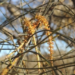 Allocasuarina verticillata (Drooping Sheoak) at Tuggeranong Hill - 10 Aug 2021 by michaelb