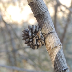 Allocasuarina verticillata at Calwell, ACT - 10 Aug 2021