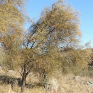 Allocasuarina verticillata at Calwell, ACT - 10 Aug 2021