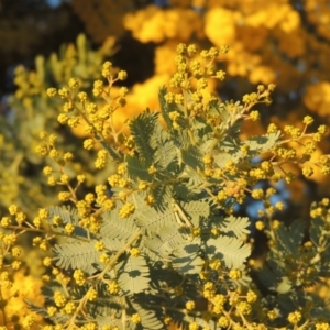 Acacia baileyana at Calwell, ACT - 10 Aug 2021