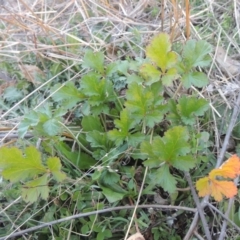 Erodium crinitum (Native Crowfoot) at Calwell, ACT - 10 Aug 2021 by michaelb