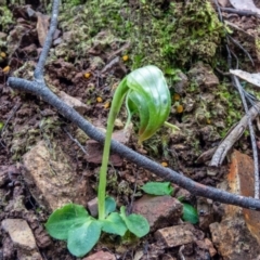 Pterostylis nutans (Nodding Greenhood) at Burrinjuck, NSW - 11 Aug 2021 by Philip