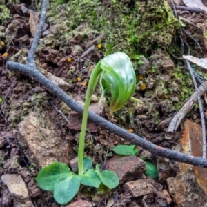 Pterostylis nutans at Burrinjuck, NSW - 11 Aug 2021